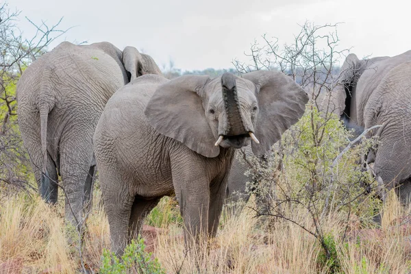 Elefante Africano Juvenil Sabana Del Sur África — Foto de Stock