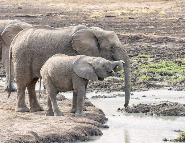 Elefanti Africani Giovani Nei Boschi Della Savana Dell Africa Australe — Foto Stock