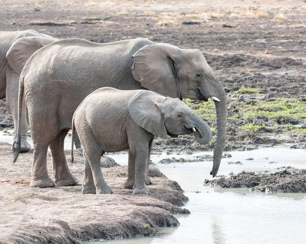 Elefanti Africani Giovani Nei Boschi Della Savana Dell Africa Australe — Foto Stock