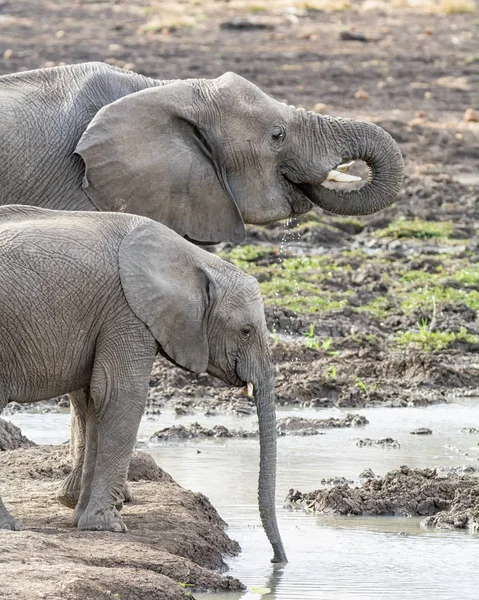 Elefanti Africani Giovani Nei Boschi Della Savana Dell Africa Australe — Foto Stock