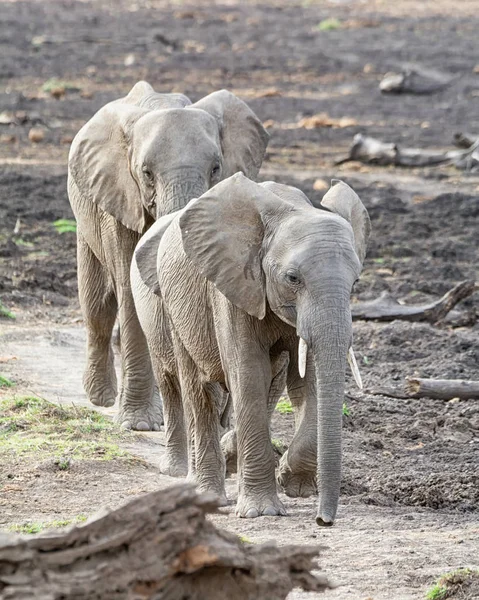 Juvenilní Afričtí Sloni Lesích Jižní Africké Savany — Stock fotografie