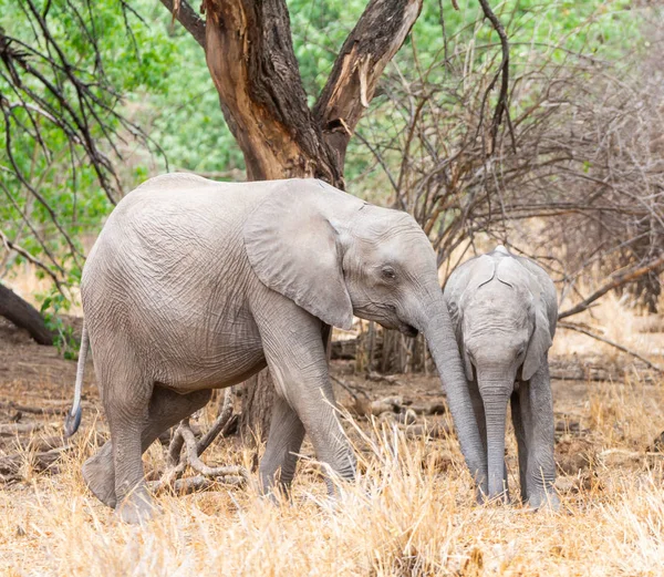 Juvenile African Elephants in Southern African savanna woodland