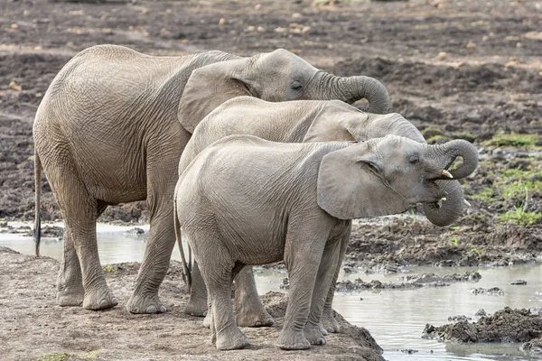Νεανική Αφρικανικοί Ελέφαντες Δασικές Περιοχές Νότια Αφρικανική Σαβάνα — Φωτογραφία Αρχείου
