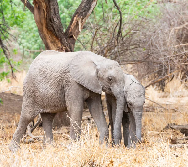 南部アフリカのサバンナの森林で少年のアフリカ象 — ストック写真