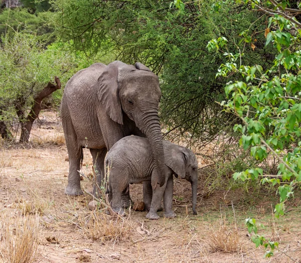 Juvenilní Afričtí Sloni Lesích Jižní Africké Savany — Stock fotografie