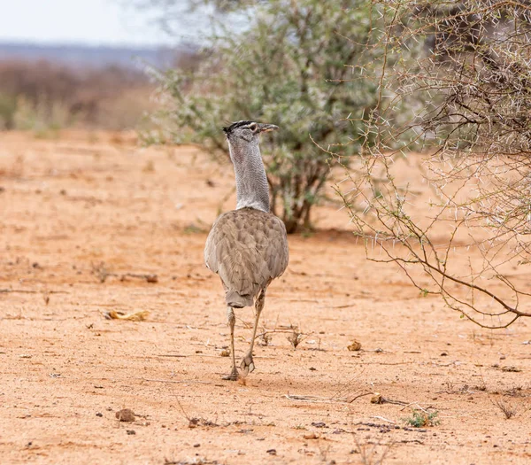 Koritrap — Stockfoto