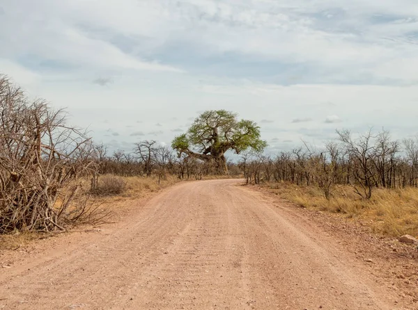 Paisagem Limpopo Com Árvores Baobab África Sul — Fotografia de Stock