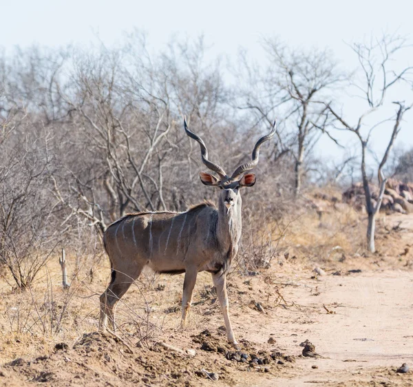 Koedoe Bull Een Onverharde Weg Zuid Afrika — Stockfoto