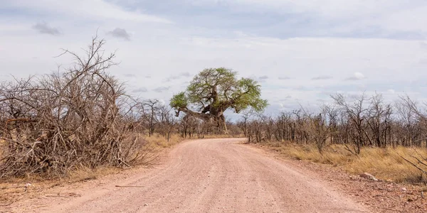 Uma Paisagem Limpopo Com Árvores Baobab África Sul — Fotografia de Stock