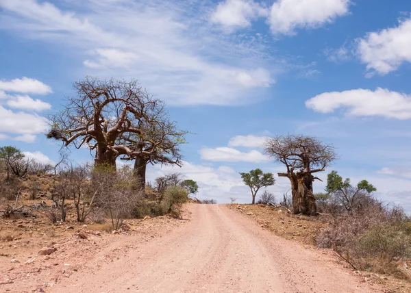 Paysage Limpopo Avec Des Baobabs Afrique Sud — Photo