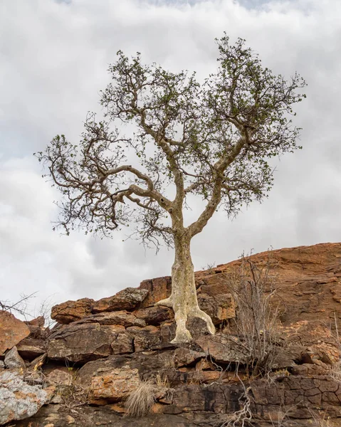 Ein Großblättriger Felsfeigenbaum Limopo — Stockfoto