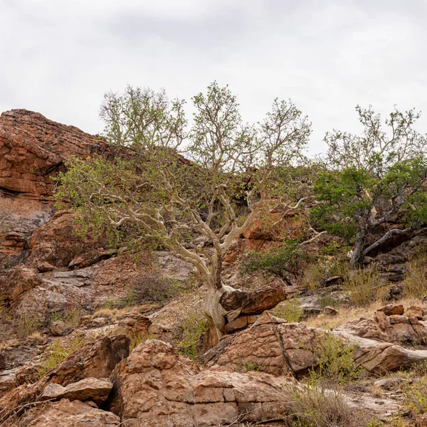 Ein Großblättriger Felsfeigenbaum Limopo — Stockfoto