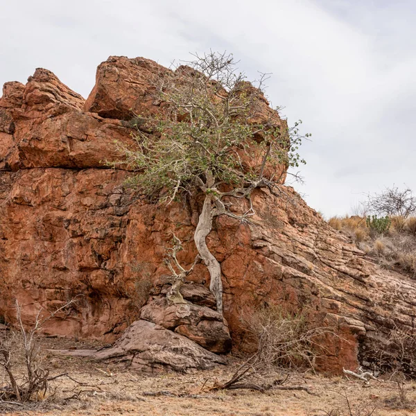 A Large-leaved Rock Fig tree in Limpopo