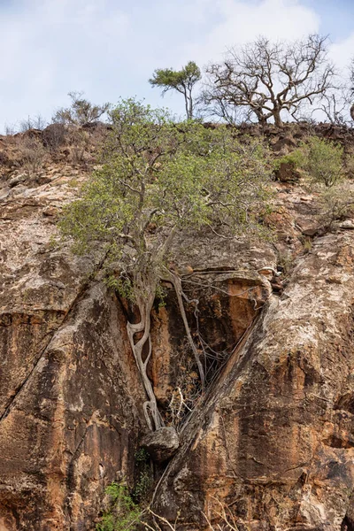 Árvore Figueira Rocha Folhas Grandes Limpopo — Fotografia de Stock