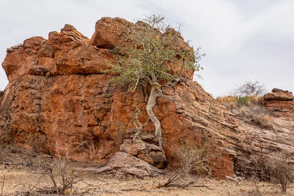 Fico Roccia Foglia Grande Limpopo — Foto Stock