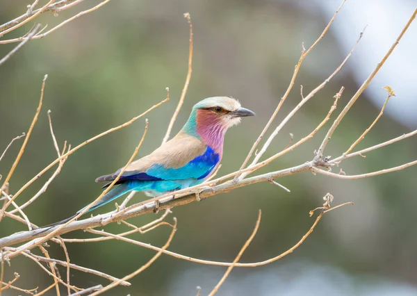 Rodillo Pechuga Lila Sabana Del Sur África — Foto de Stock