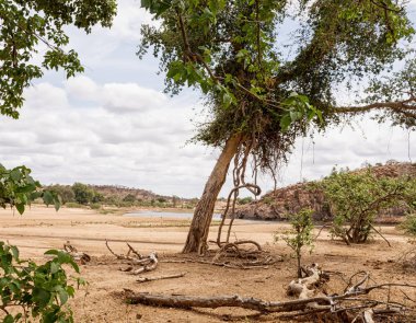 nehir yatağı ile düşük su Limpopo İli, Güney Afrika
