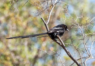 Güney Afrika'da ağacında tünemiş Saksağan örümcek kuşu