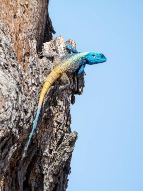 Güney Afrika ormanlık ağaç Agama