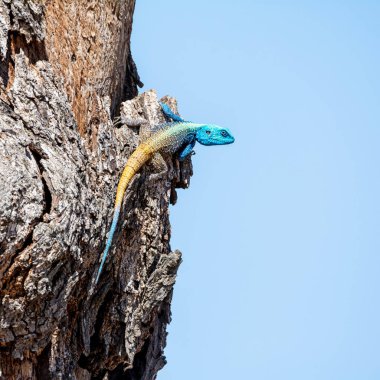 Güney Afrika ormanlık ağaç Agama