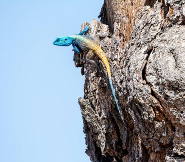Güney Afrika ormanlık ağaç Agama