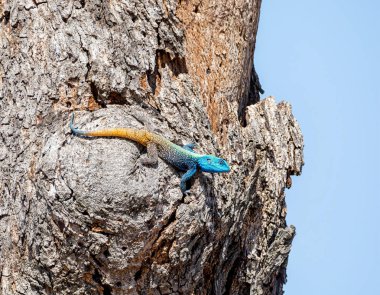 Güney Afrika ormanlık ağaç Agama
