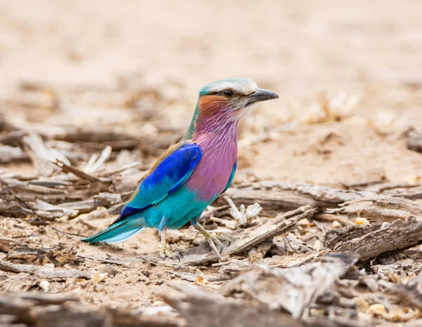 Rodillo Pechuga Lila Suelo Sabana Del Sur África —  Fotos de Stock