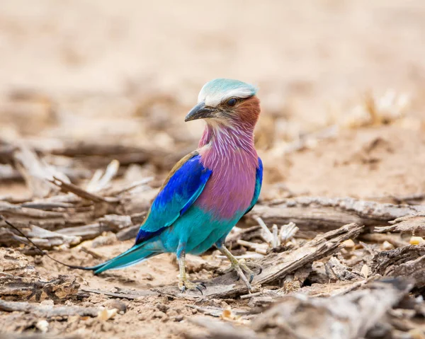 Rodillo Pechuga Lila Suelo Sabana Del Sur África —  Fotos de Stock