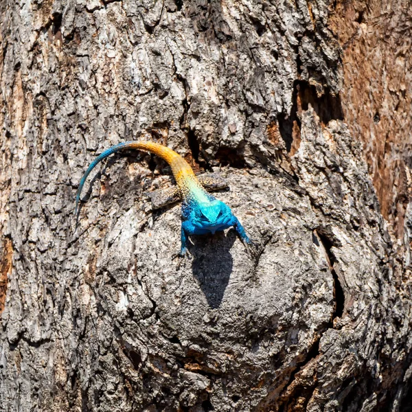 Baumagama Südafrikanischen Wäldern — Stockfoto