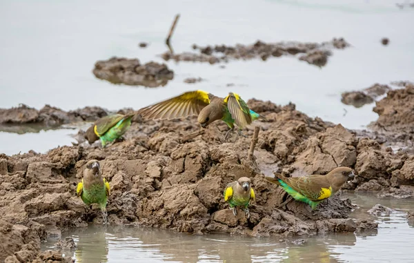 아프리카 사바나에 구멍에서 마시는 메이어 앵무새 — 스톡 사진