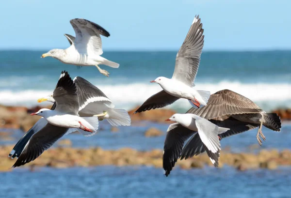 Hartlaubs Gulls Vuelo Sobre África — Foto de Stock