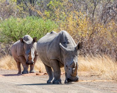Güney Afrika savana doğal ortamlarında beyaz gergedanlar çifti