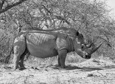 Güney Afrika savana doğal ortamlarında beyaz rhino siyah beyaz fotoğraf