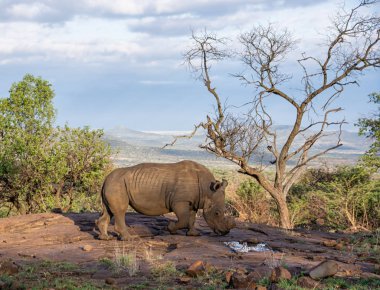 Güney Afrika savana doğal ortamlarında beyaz rhino