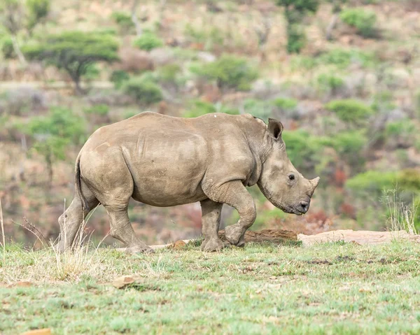 Veau Rhinocéros Blanc Dans Habitat Naturel Savane Afrique Australe — Photo