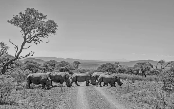 black and white photo of white rhinos in natural habitat in Southern African savanna