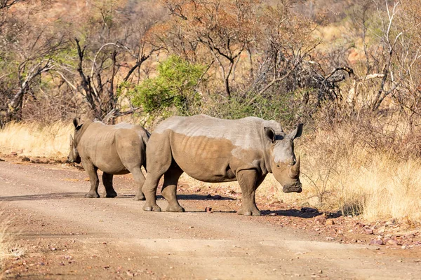 Dvojice Bílých Nosorožců Přirozeném Prostředí Jižní Africké Savany — Stock fotografie