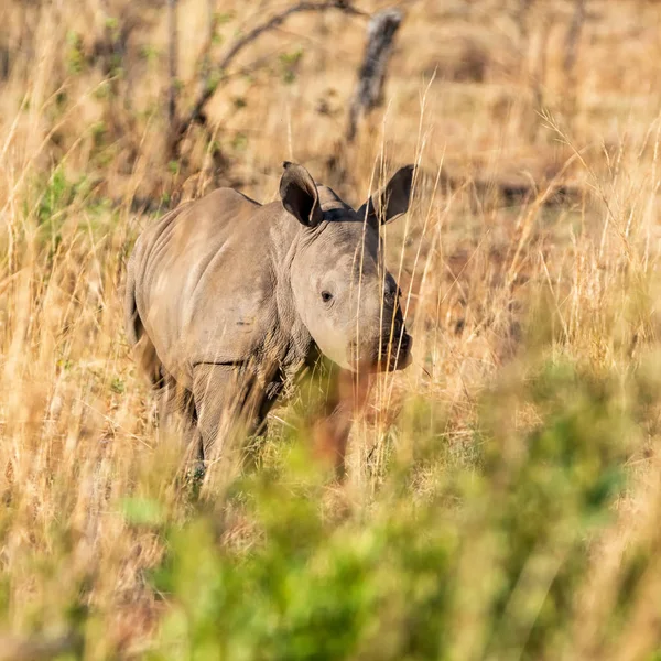 White Rhino Calf Natural Habitat Southern African Savanna — Stock Photo, Image