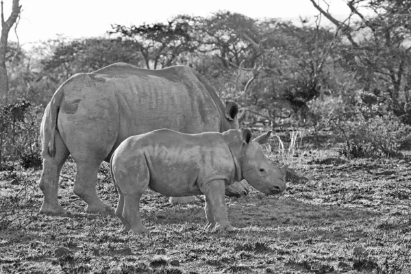 black and white photo of white rhinos mother and calf in natural habitat in Southern African savanna