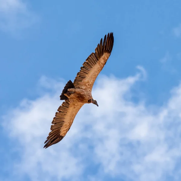 Weißrückengeier Fliegt Südafrikanischer Savanne Den Himmel — Stockfoto