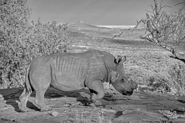 black and white photo of white rhino in natural habitat in Southern African savanna