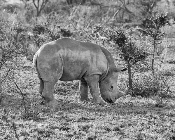 Foto Preto Branco Bezerro Rinoceronte Branco Habitat Natural Savana África — Fotografia de Stock