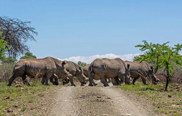 Grupo Rinocerontes Blancos Hábitat Natural Sabana Del Sur África — Foto de Stock
