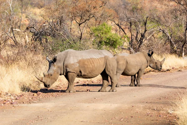 Pair White Rhinos Natural Habitat Southern African Savanna — Stock Photo, Image