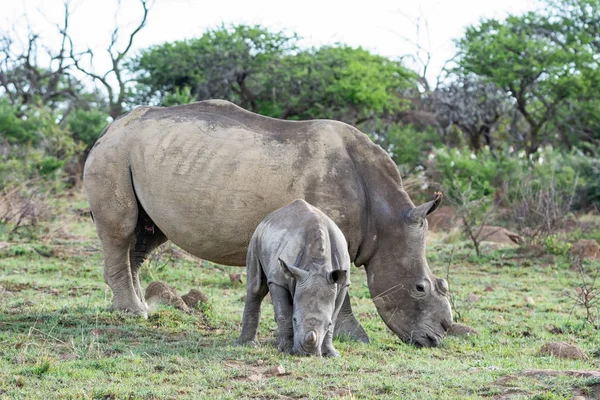 Pair White Rhinos Mother Calf Natural Habitat Southern African Savanna — Stock Photo, Image
