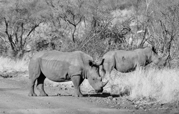 black and white photo of white rhinos in natural habitat in Southern African savanna