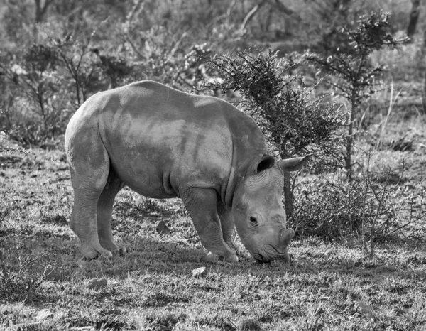 Black White Photo White Rhino Calf Natural Habitat Southern African — Stock Photo, Image