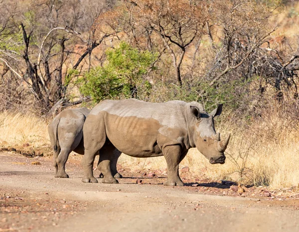 Pair White Rhinos Natural Habitat Southern African Savanna — Stock Photo, Image