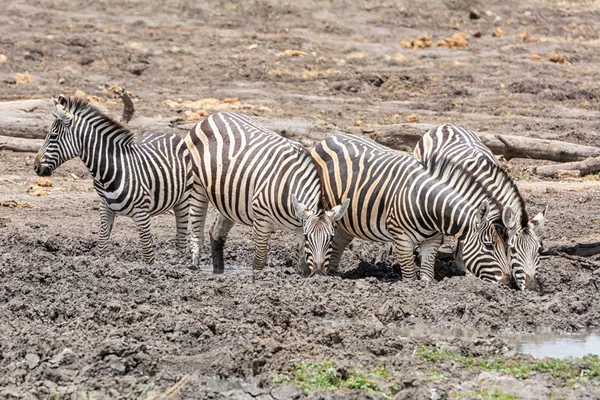 Kudde Zebra Drinking Water Bij Gieter Gat Zuidelijke Afrikaanse Savanne — Stockfoto