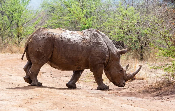 Белый Носорог Естественной Среде Обитания Южноафриканской Саванне — стоковое фото